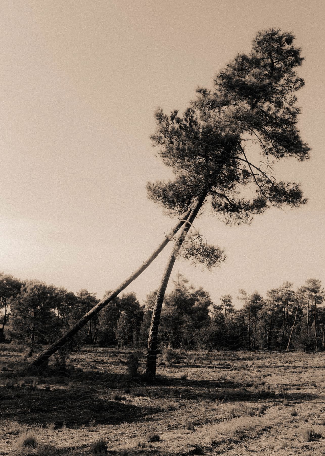 A tree has fallen into another tree causing it to bend and a forest is in the distance