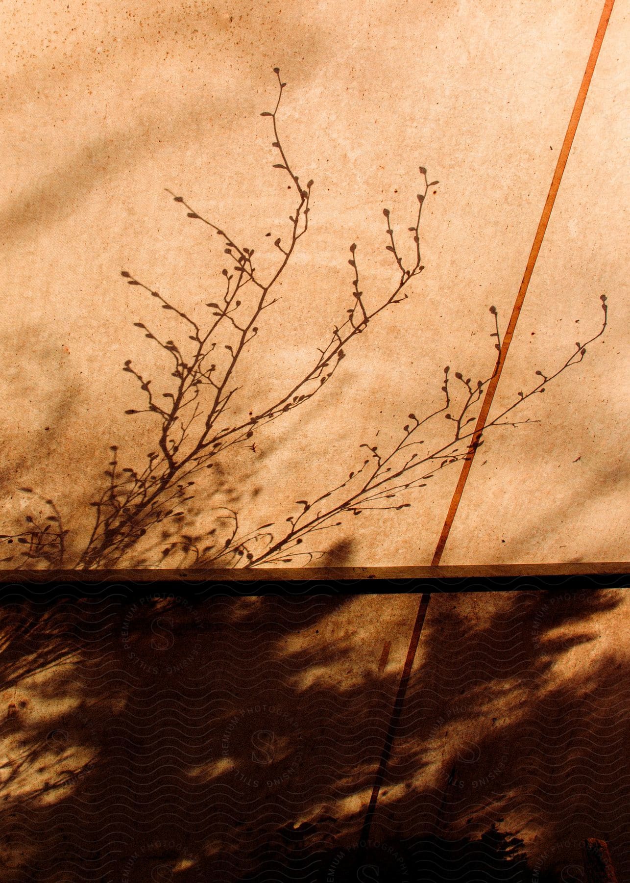 Shadows of branches on the side of a building as the sun shines