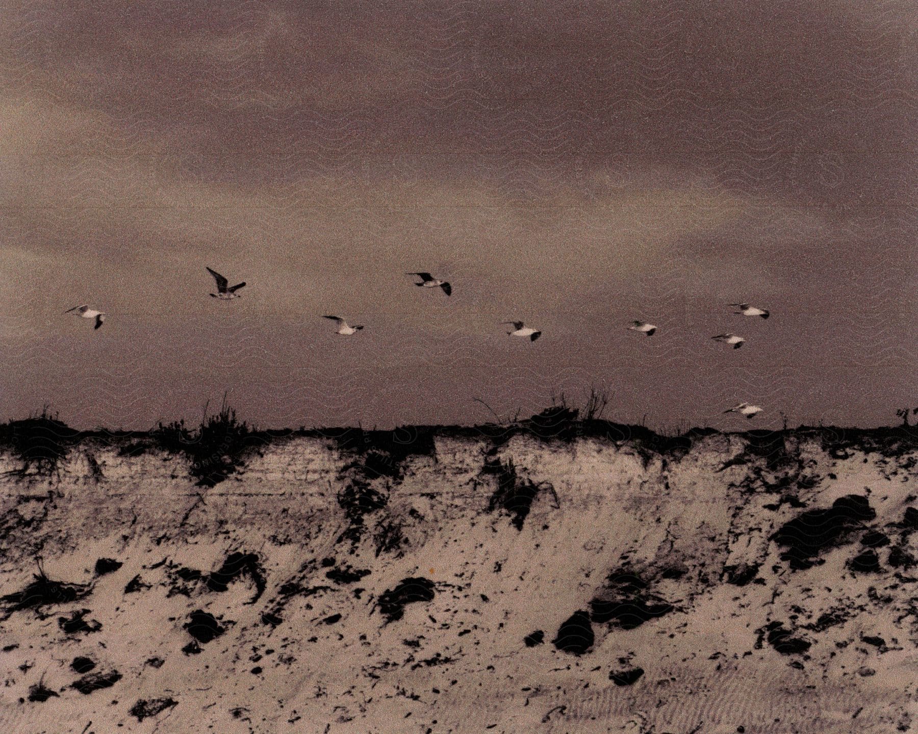 An old image of several birds flying in the sky and close to a sand bank