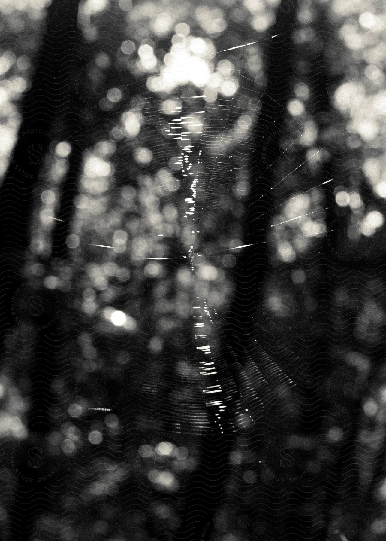 Sunlight shines on a spiderweb in the woods