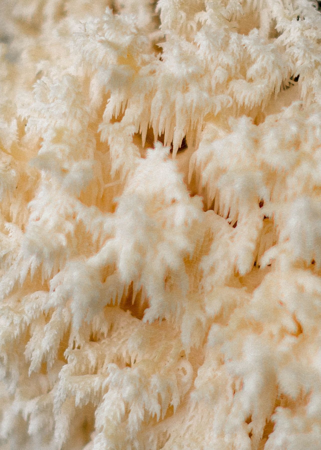 Icicles hang from snow covered trees in the forest