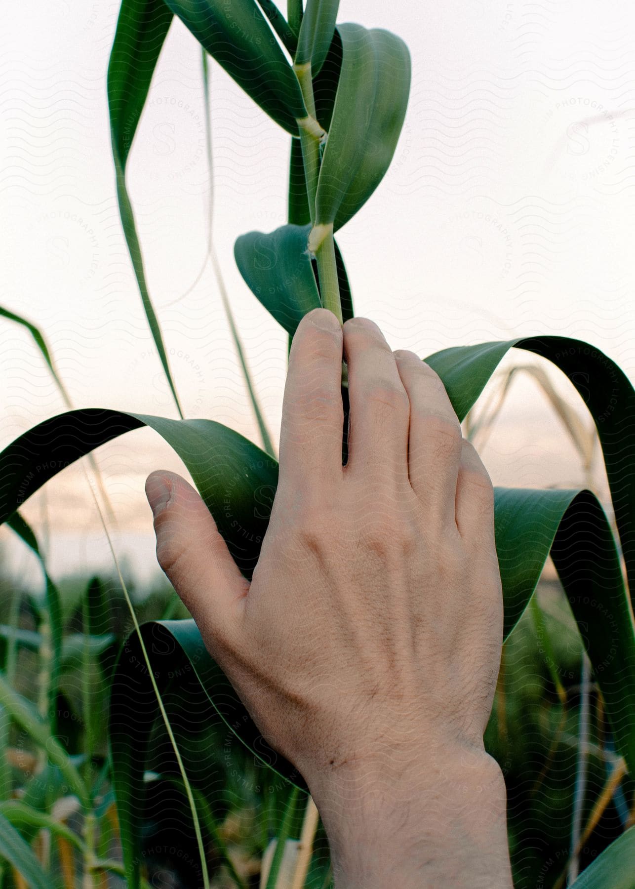 A farmer's hand touching a tall green corn stalk