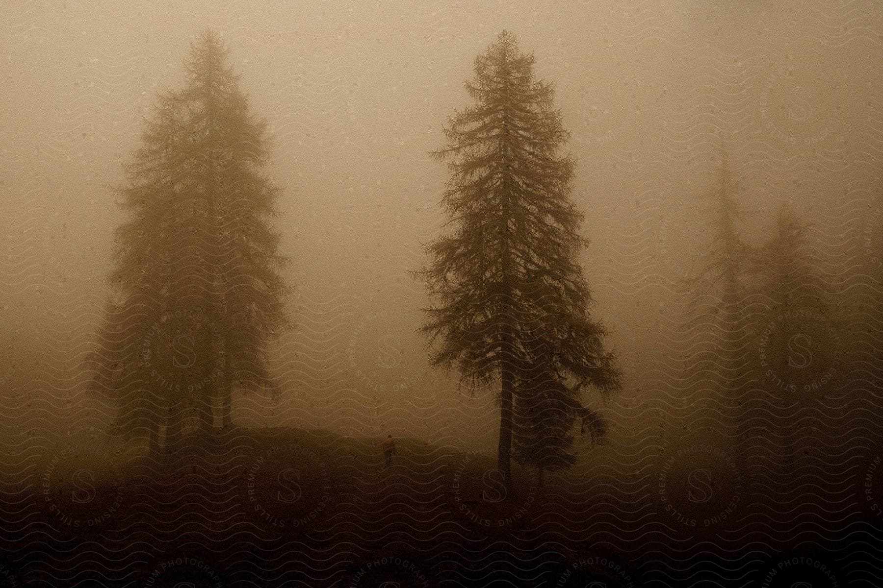 fog covering the forest as trees are faintly seen during sundown