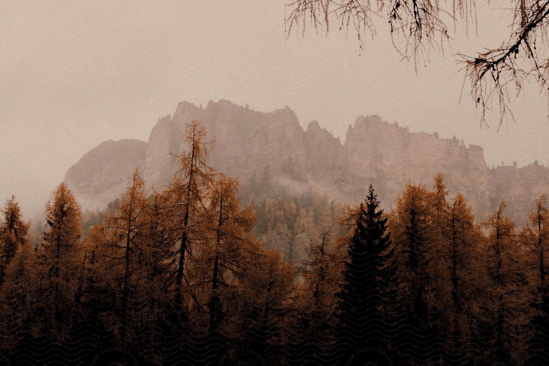 Mountains under a foggy sky seen through trees in a forest