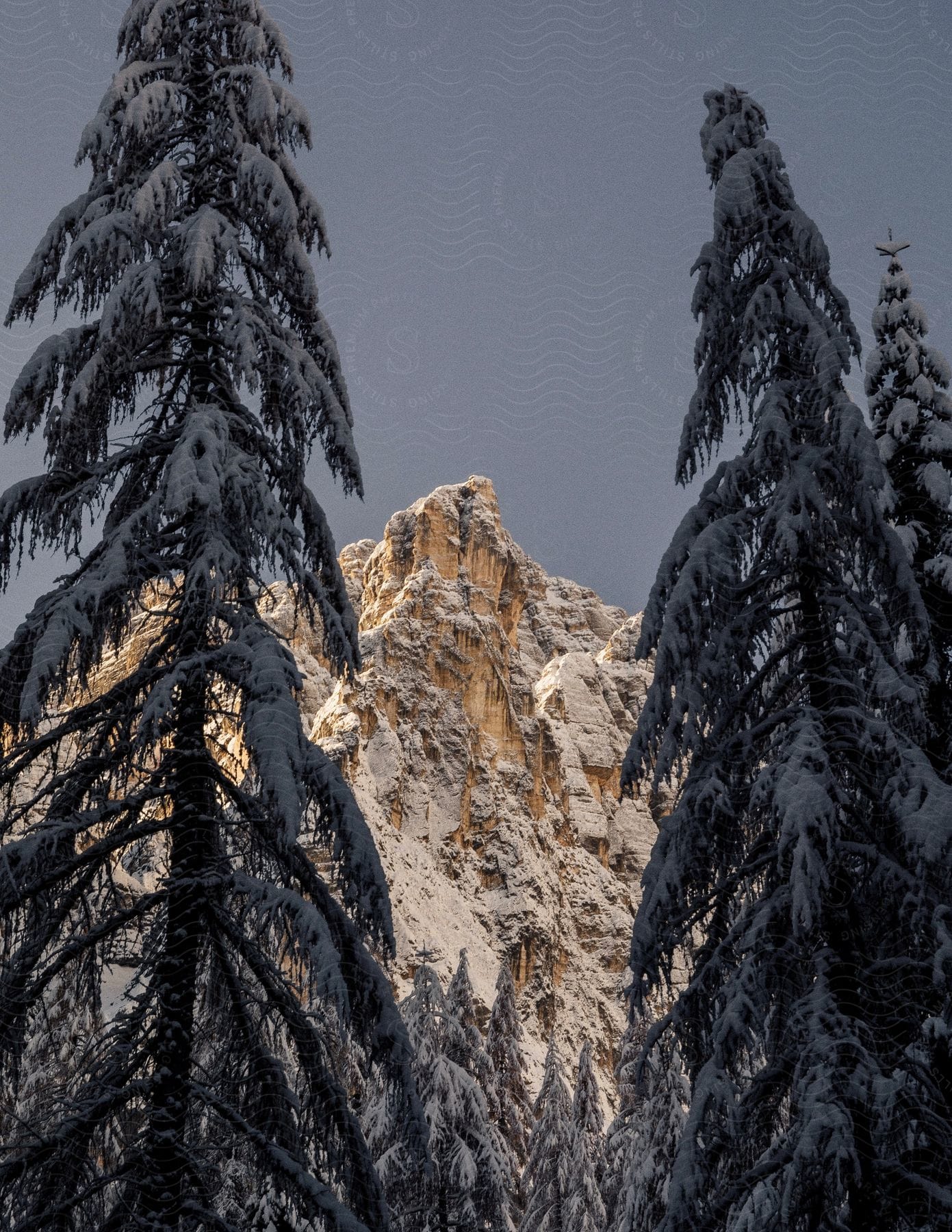 Snow covered trees with a mountain in the distance