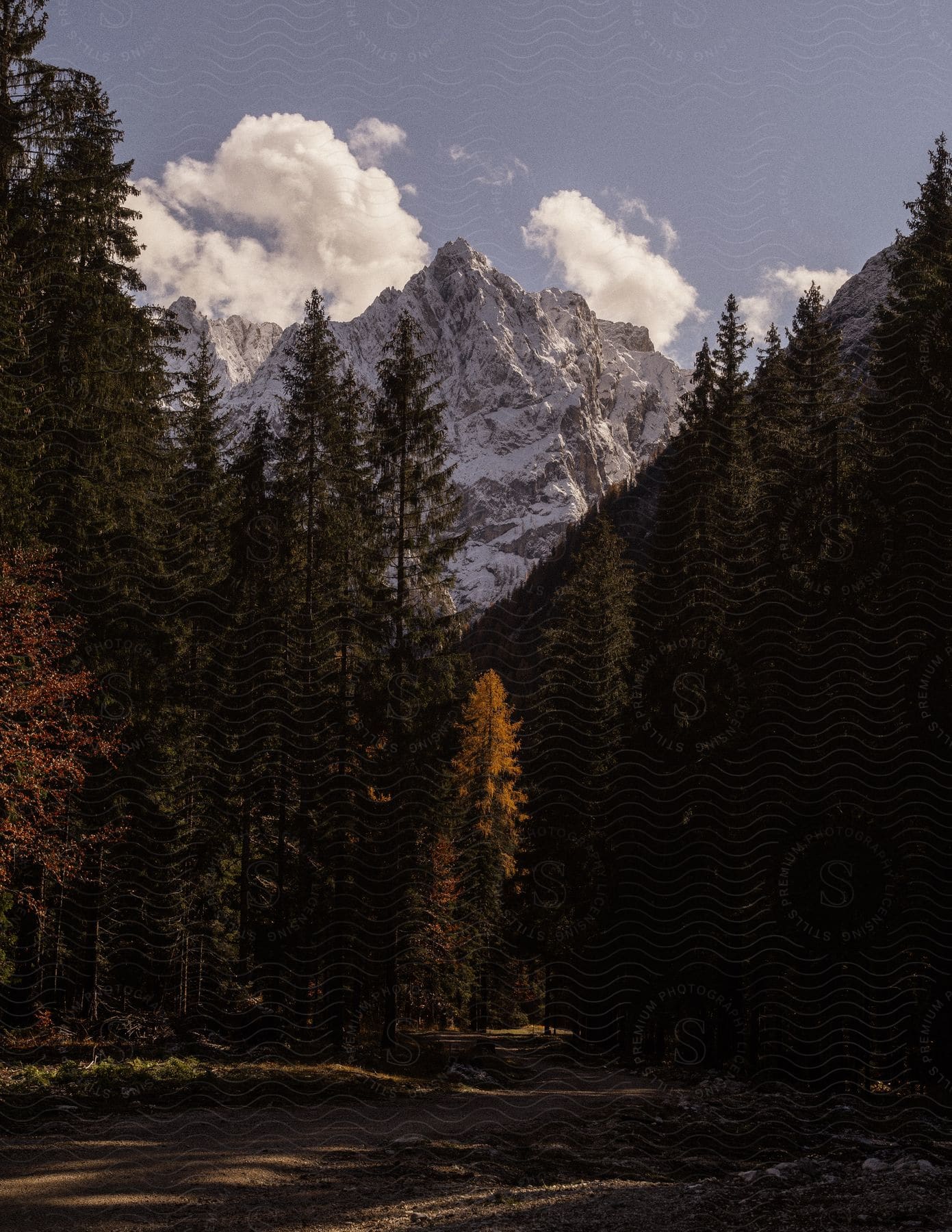 A steep mountain peak is covered in snow while leaves change colors in the forest below it.