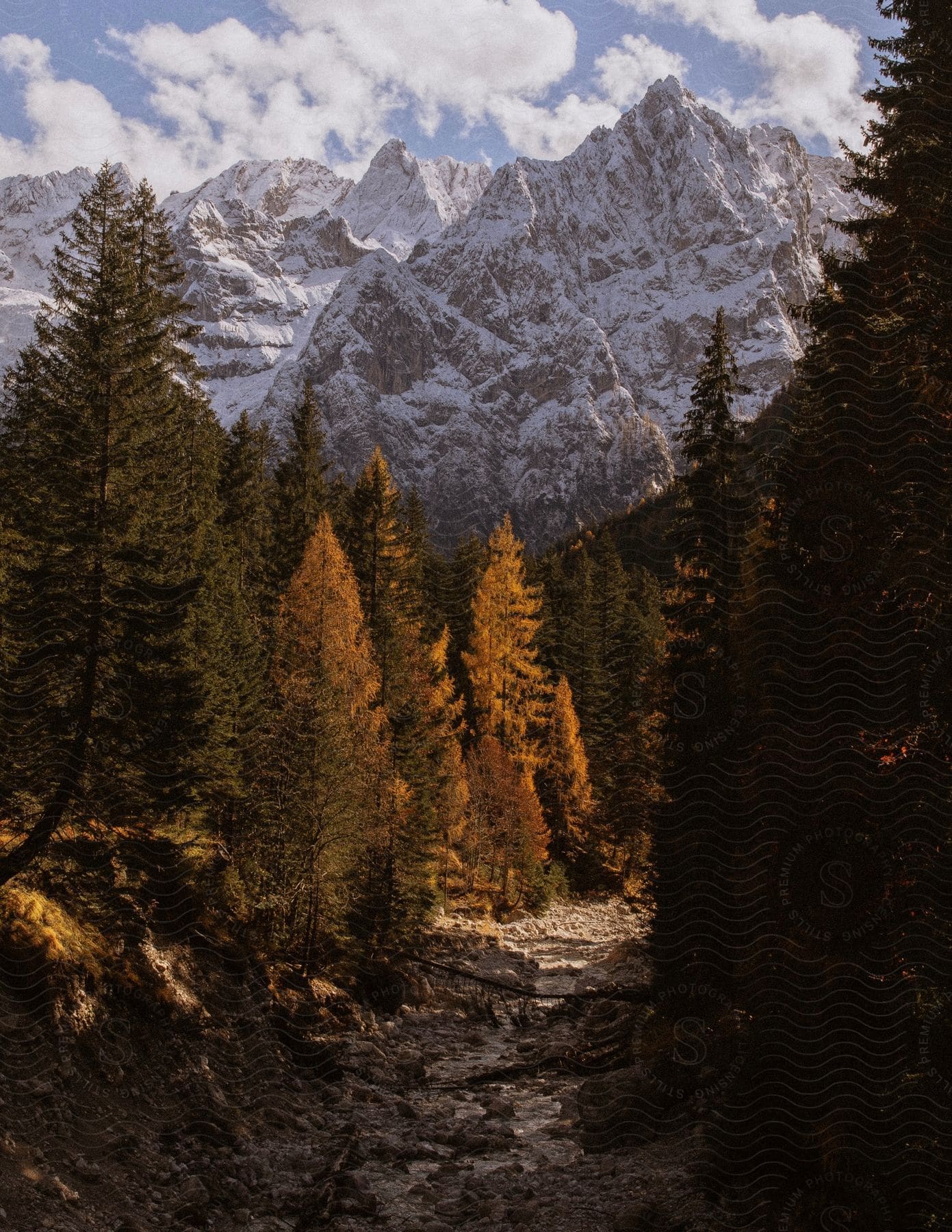 A view of mountains at the edge of a forest.