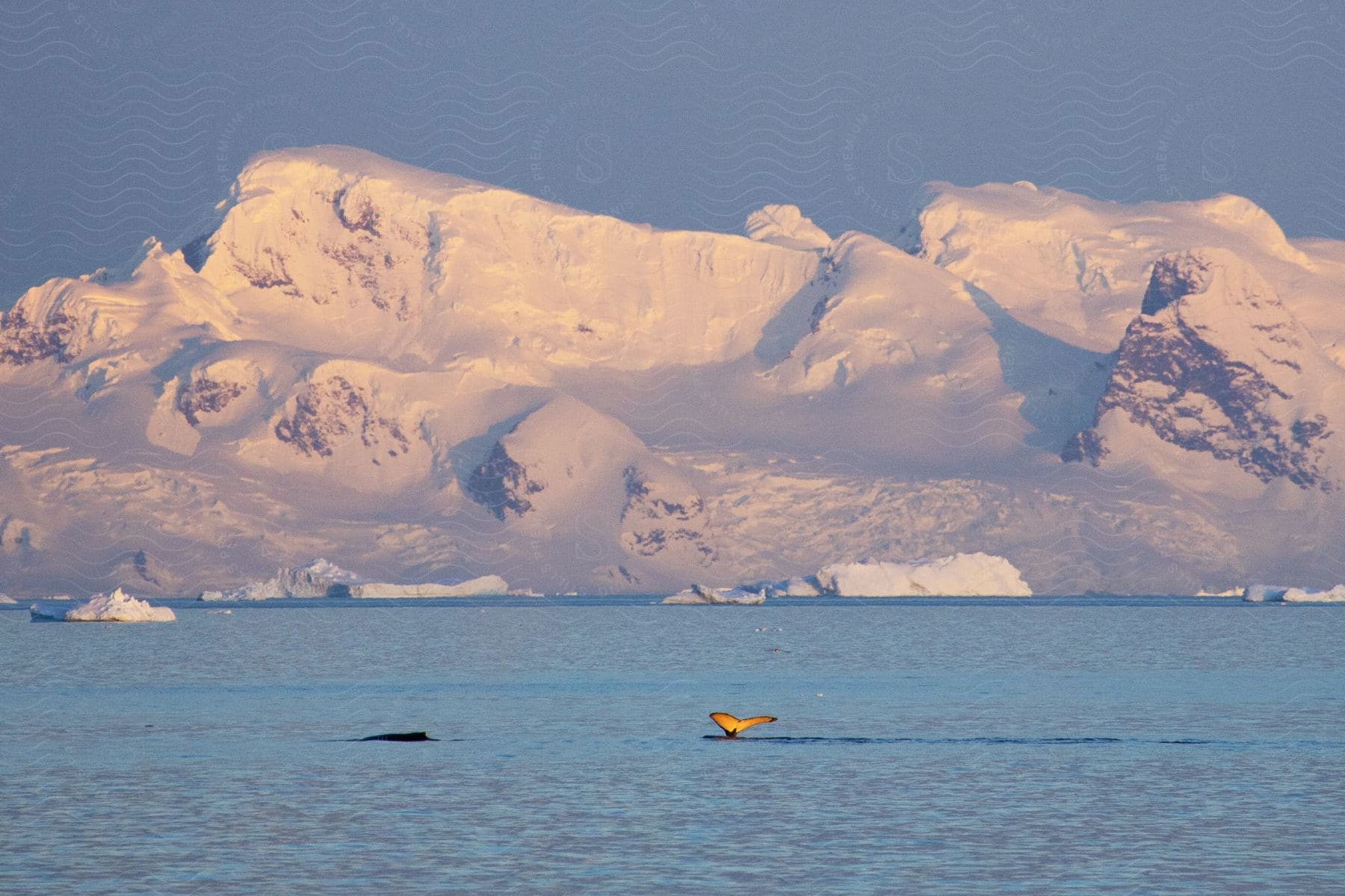 A whale tail breaking the water surface near arctic icebergs and glaciers