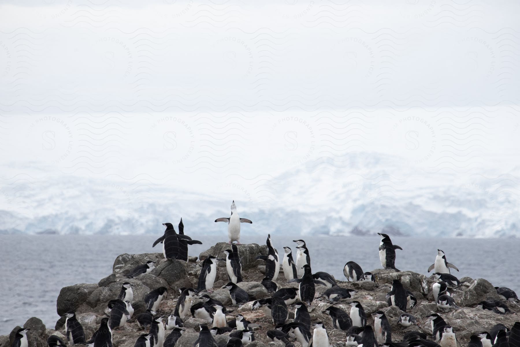 A colony of penguins are standing on rocks along the coast