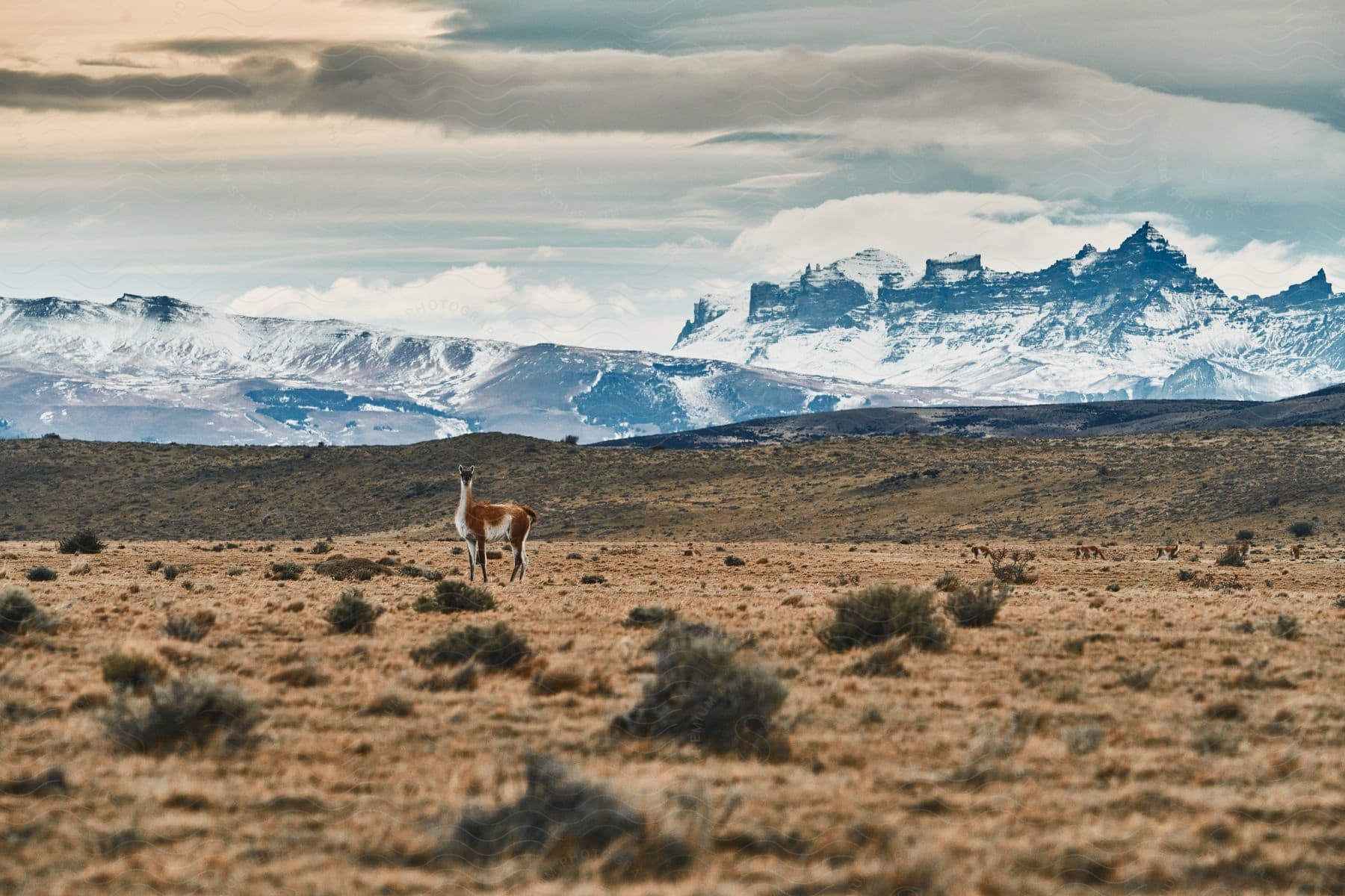 An antelope stands in a grassland with mountains in the distance on a cloudy day.