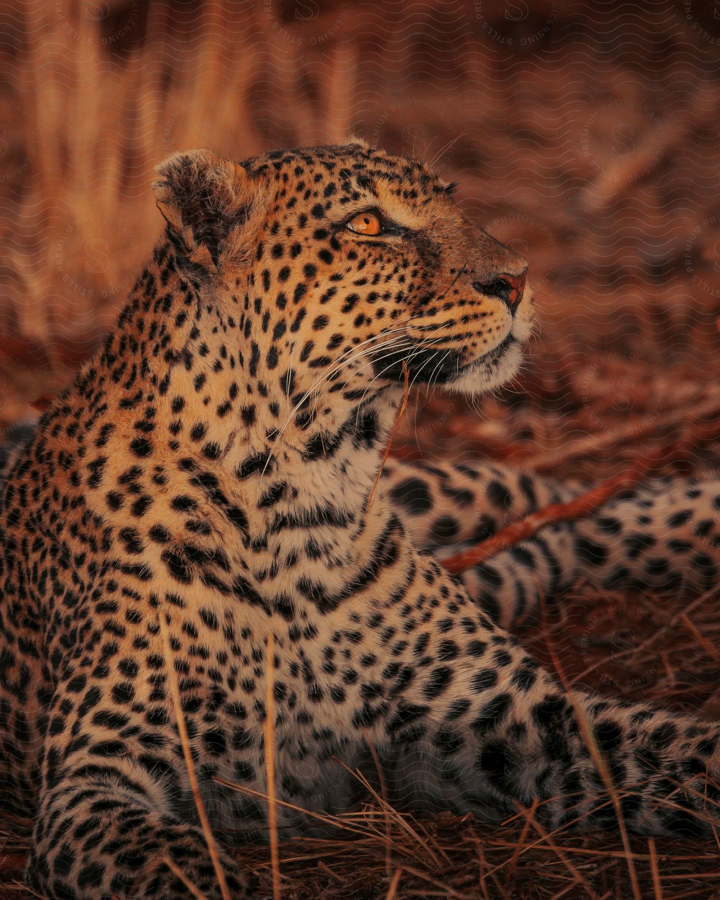 A leopard relaxing on the floor, looking up