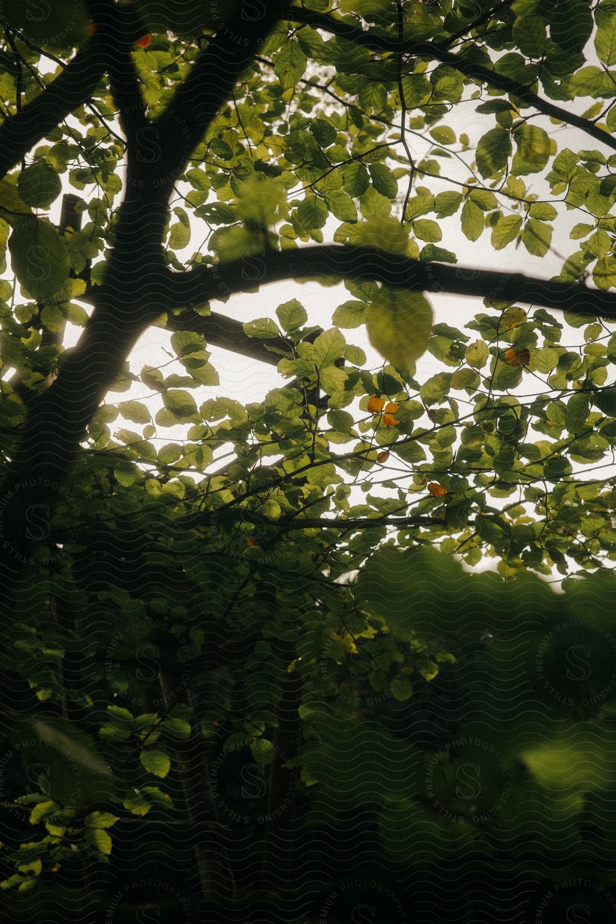 Looking upwards through branches at leaves and the sun.