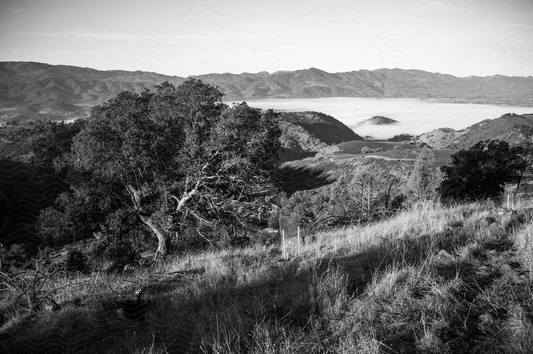 The sun shines on trees and plants as fog fills the mountain valley