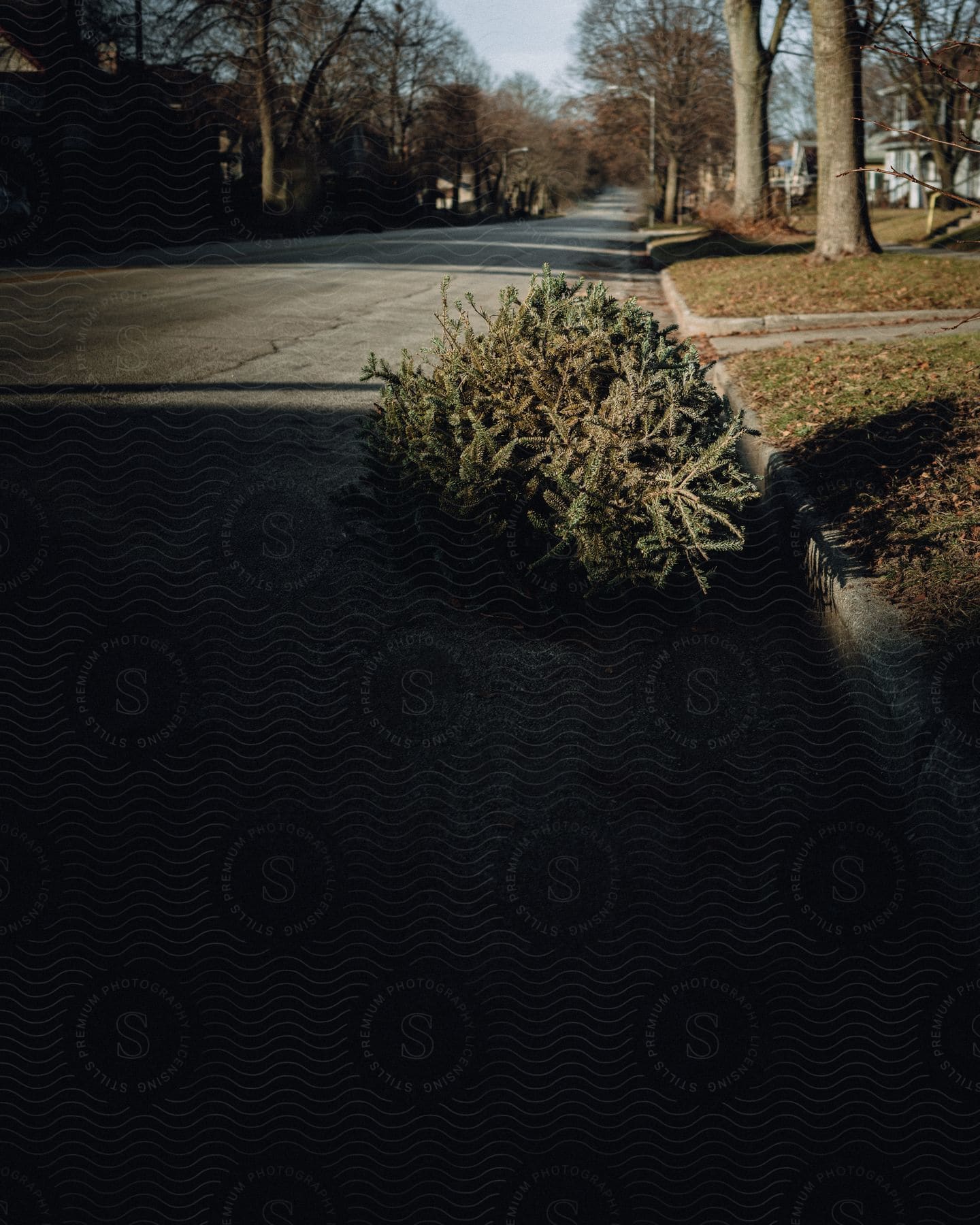 A bare Christmas tree leans by the curb, awaiting pickup.