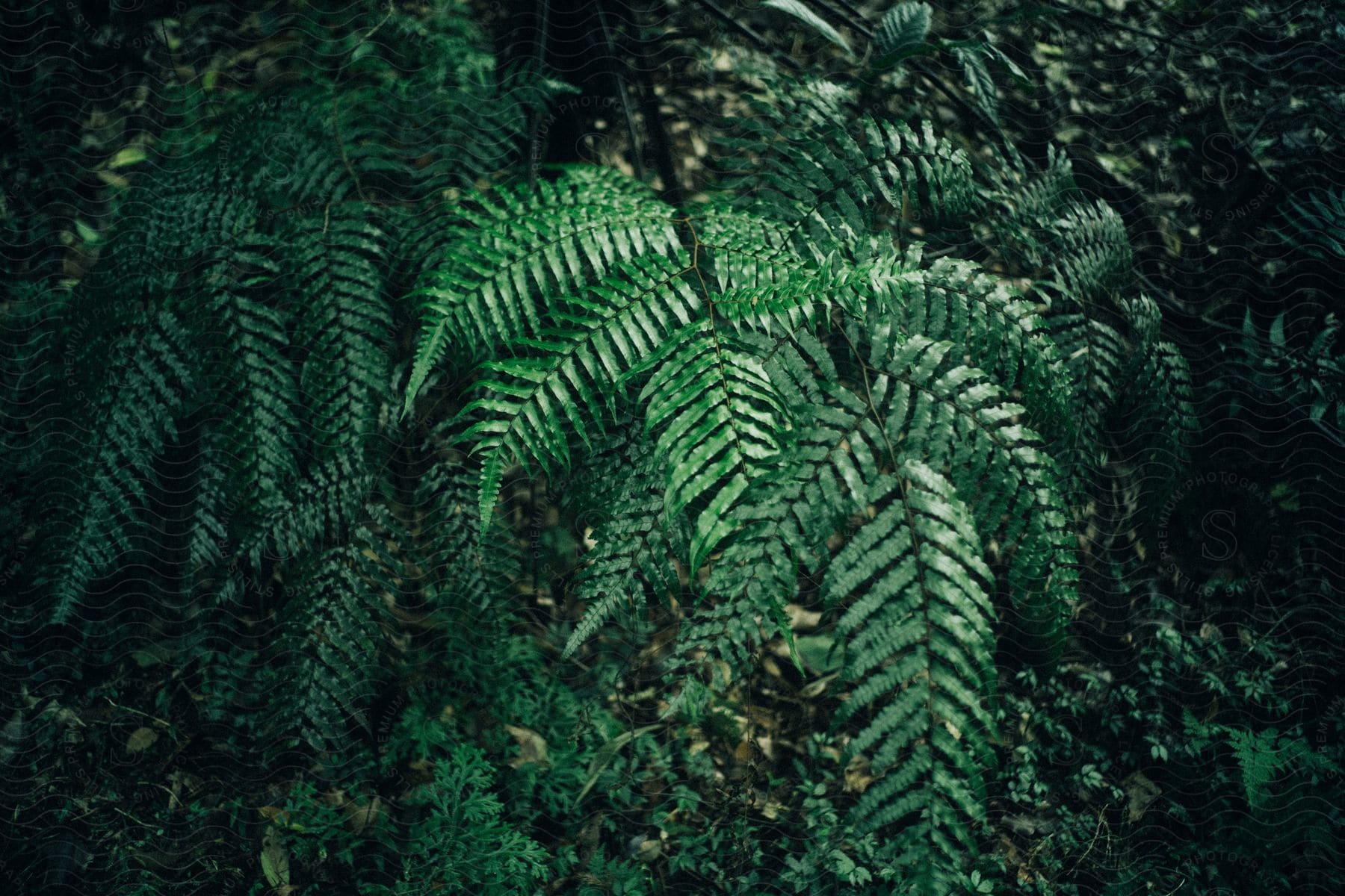 a large fern with many leaves