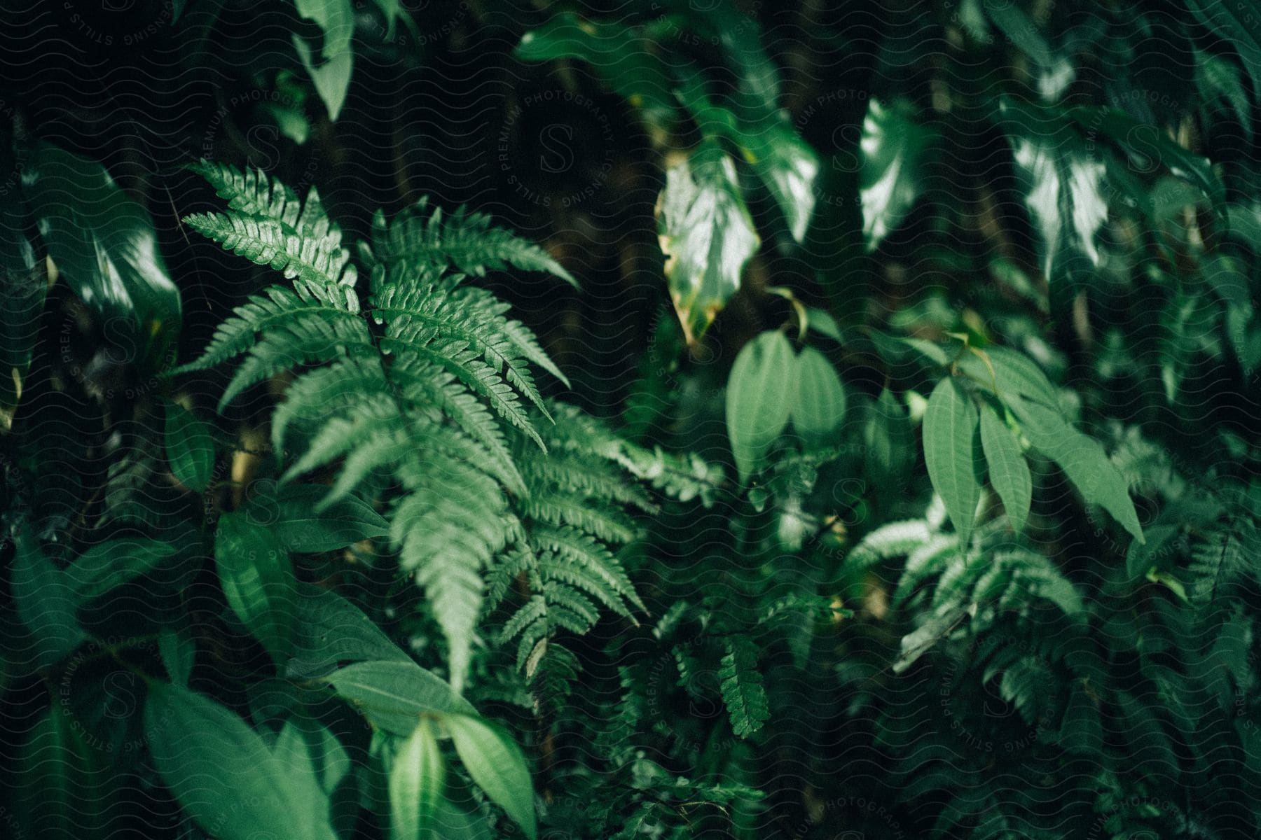 A view of some leaves in a tropical area out in a rainforest