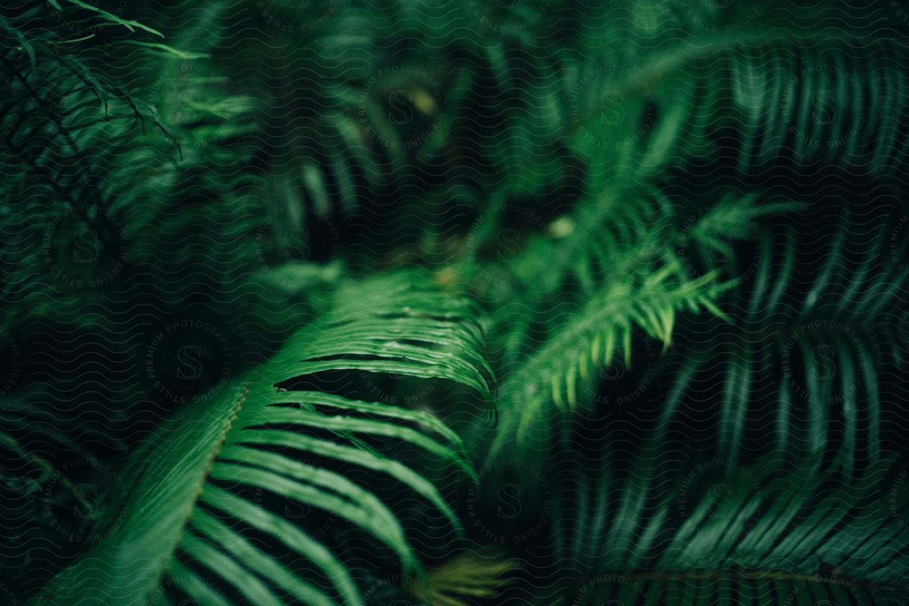 A view of some plants outdoors on a sunny day with palm leaves.