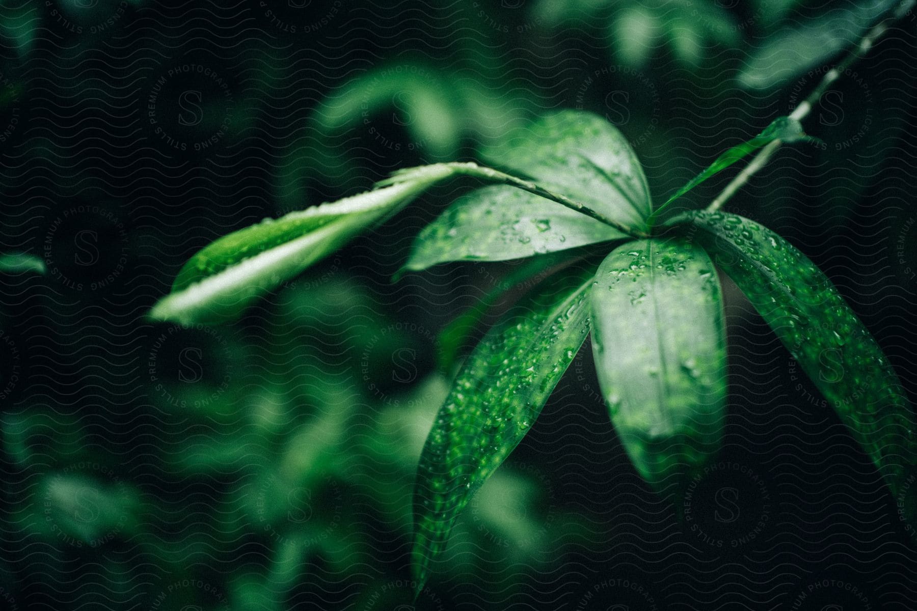 A close up of some leaves outdoors on a sunny day.