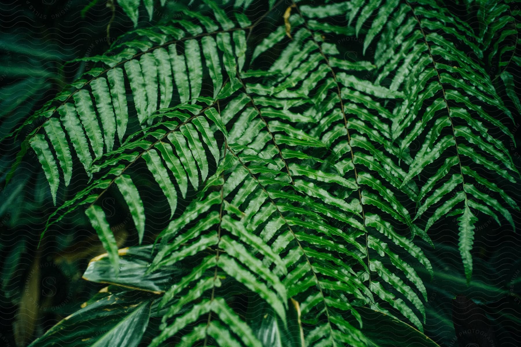 Some tropical leaves on a plant outdoors on a sunny day.