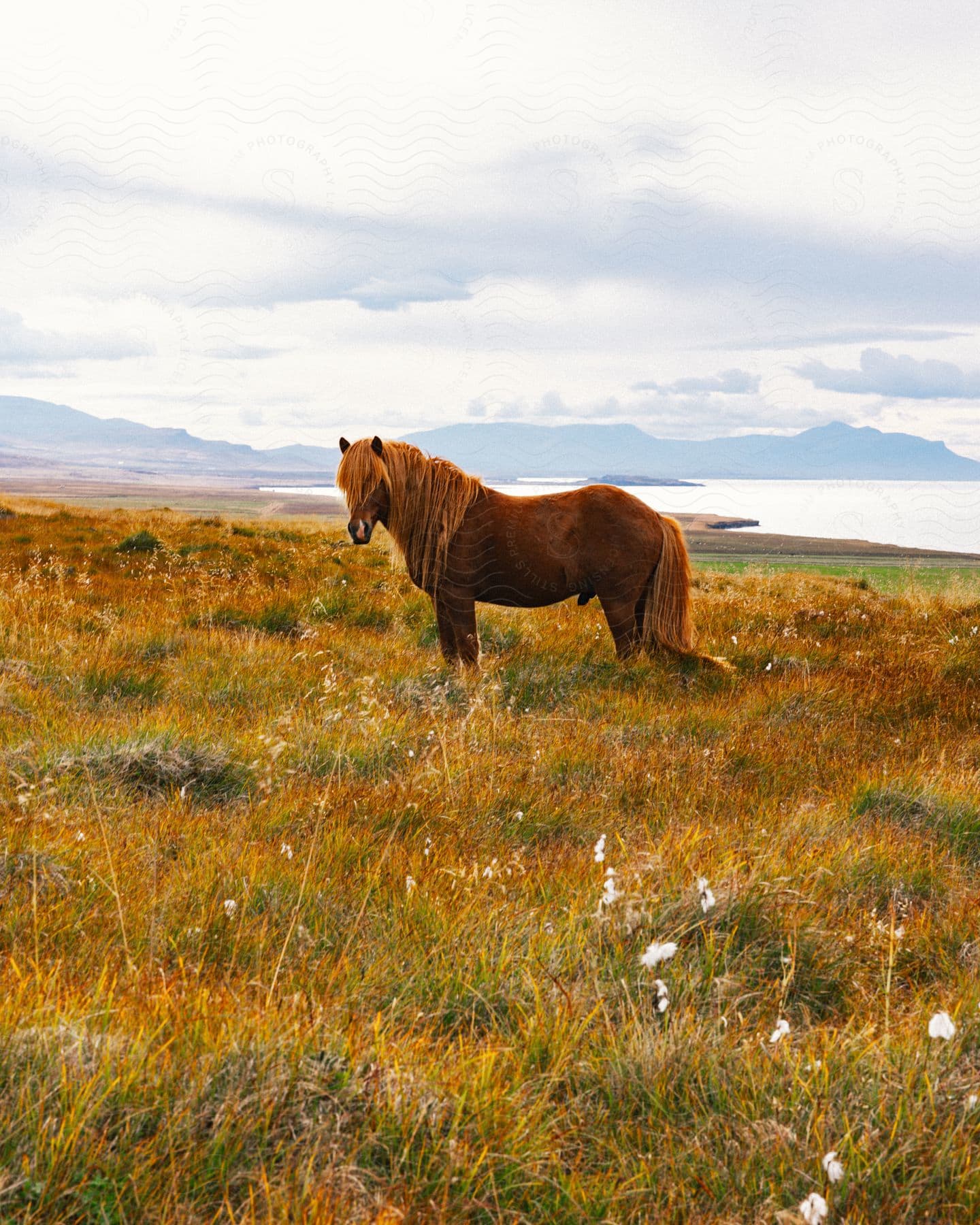 A brown horse stands in a grassy field overlooking an ocean coast on a cloudy day.