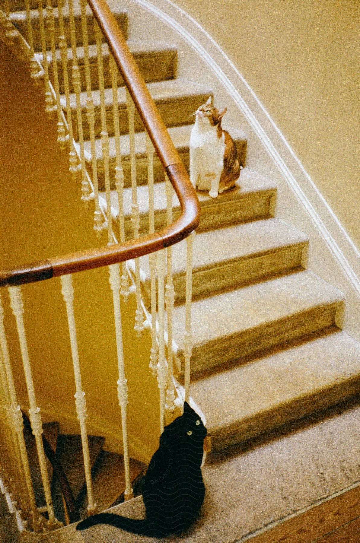 A calico cat sits on a staircase while a black cat sits on the landing below.