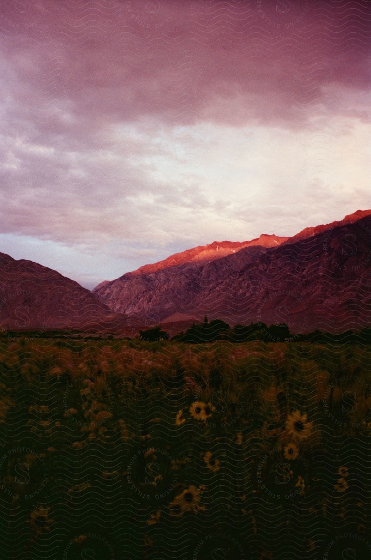 Sunflowers grow in a field with mountains in the distance under a cloudy sky