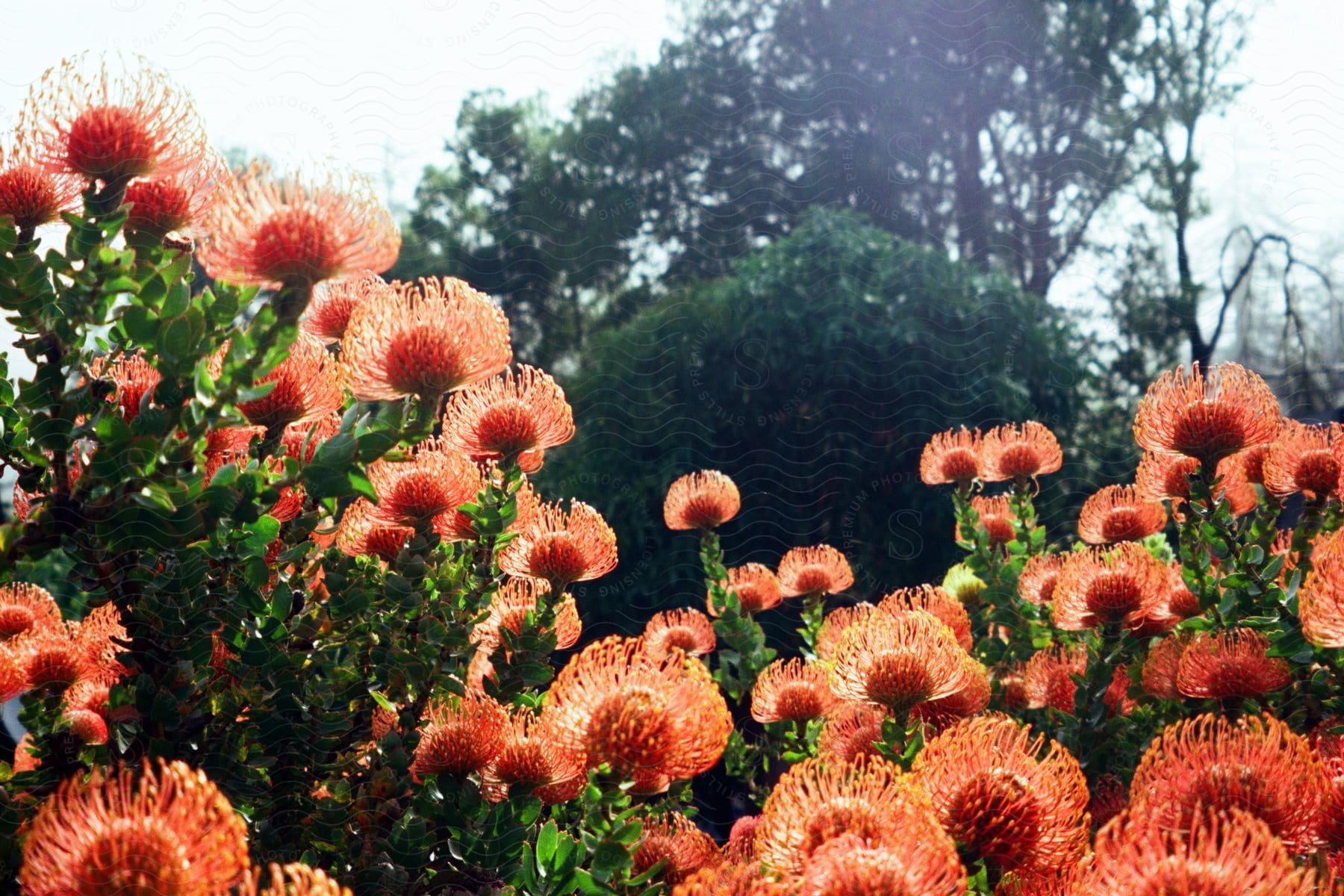 Large, coral flowers bloom under sunny skies on a summer day.