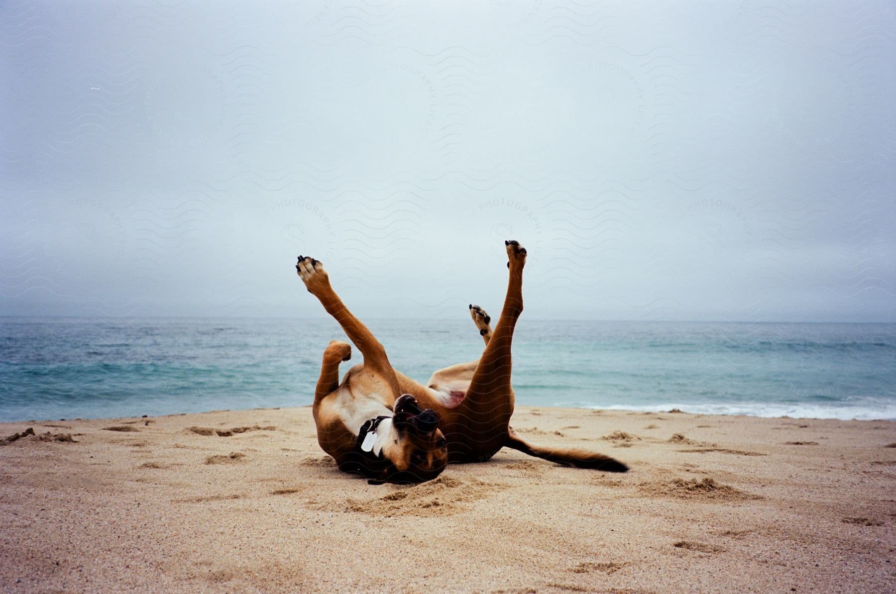 A dog is lying on the beach with it's legs in the air as waves roll into shore