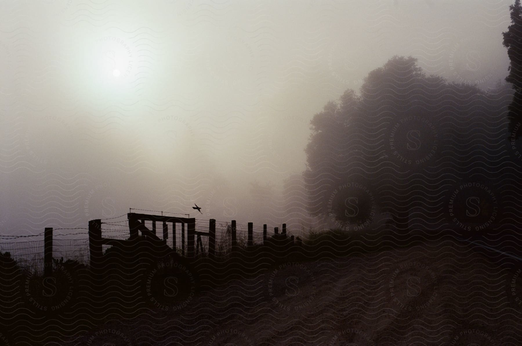 A lonely dirt path vanishes into the fog, a weathered fence beside it, a lone bird speckling the swirling white, and a tree ghosting through the mist.