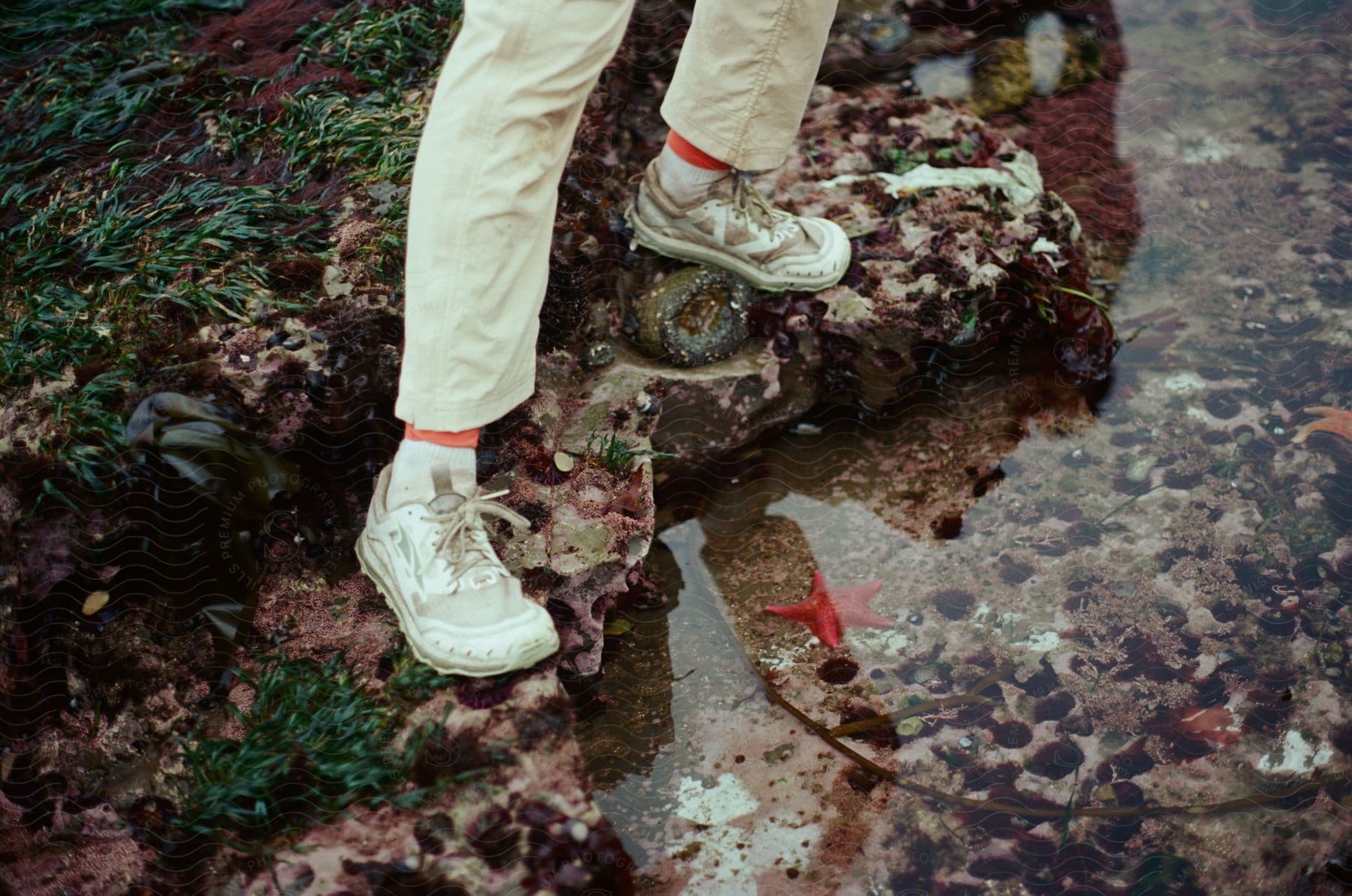 Someone standing on a rock, next to a puddle of ocean water.