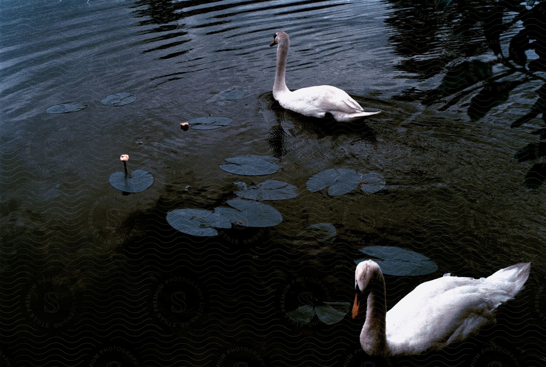 Two ducks swimming in a pond.