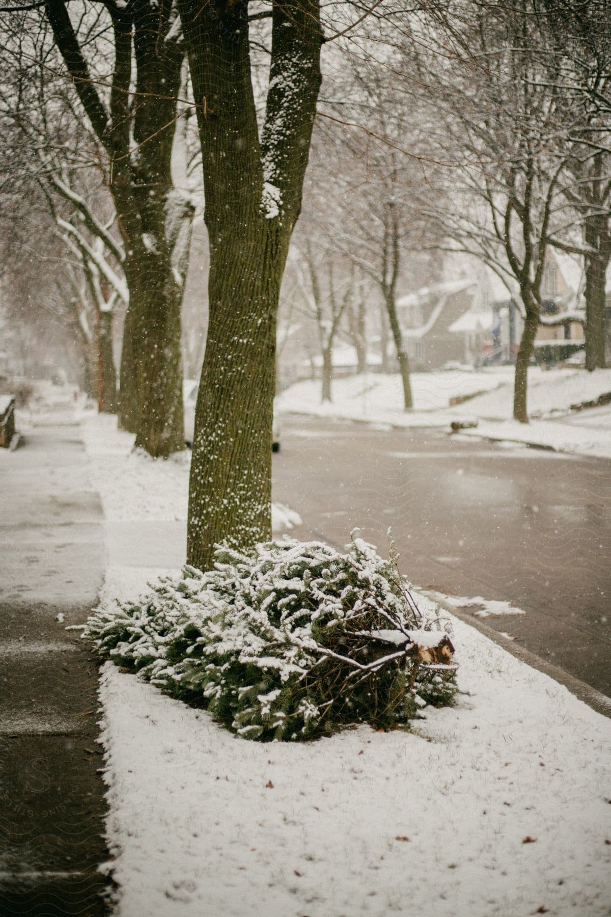 A discarded Christmas tree sits near the road and sidewalk as snow falls and covers the grass and trees