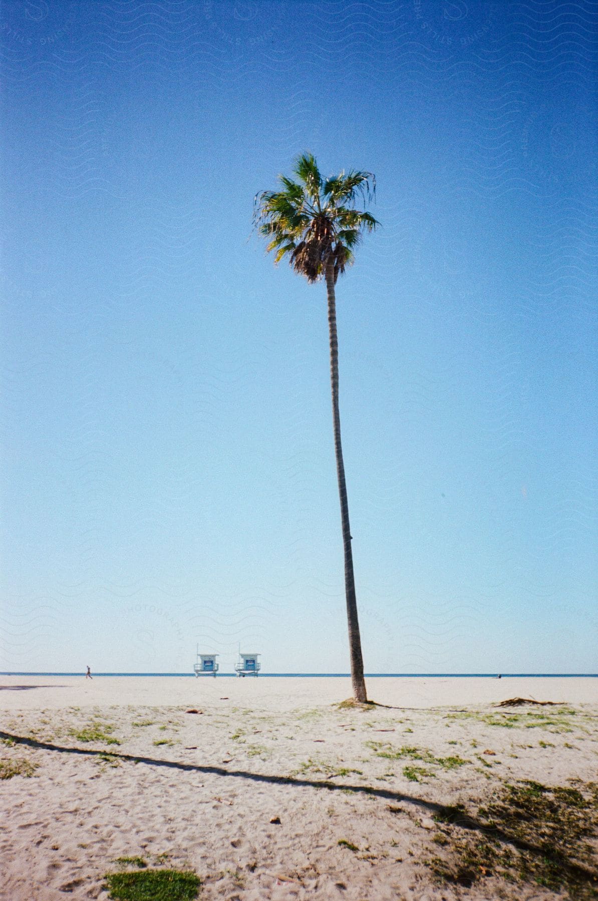 A tall palm tree on the beach sand with a jogger and two lifeguard shacks in the distance