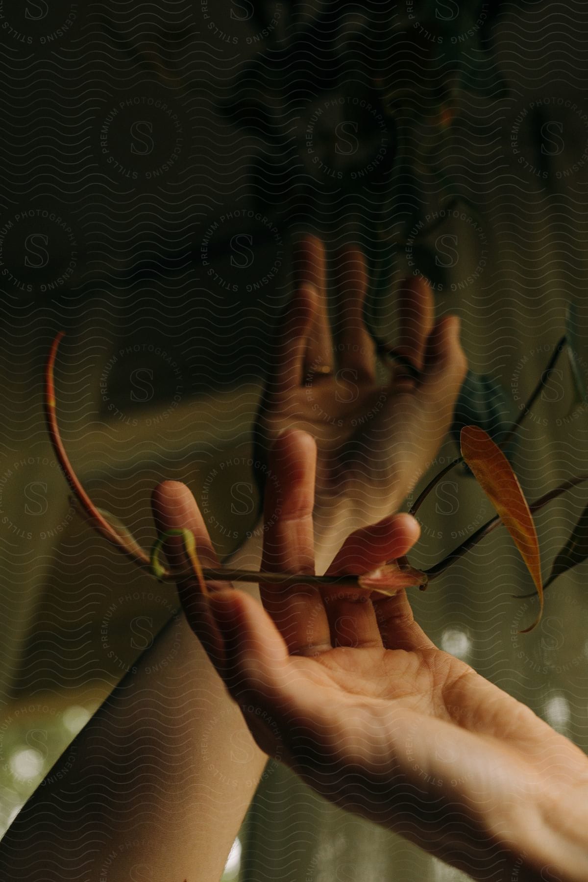 Two hands holding a plant with slender leaves illuminated by soft natural light filtering through a window