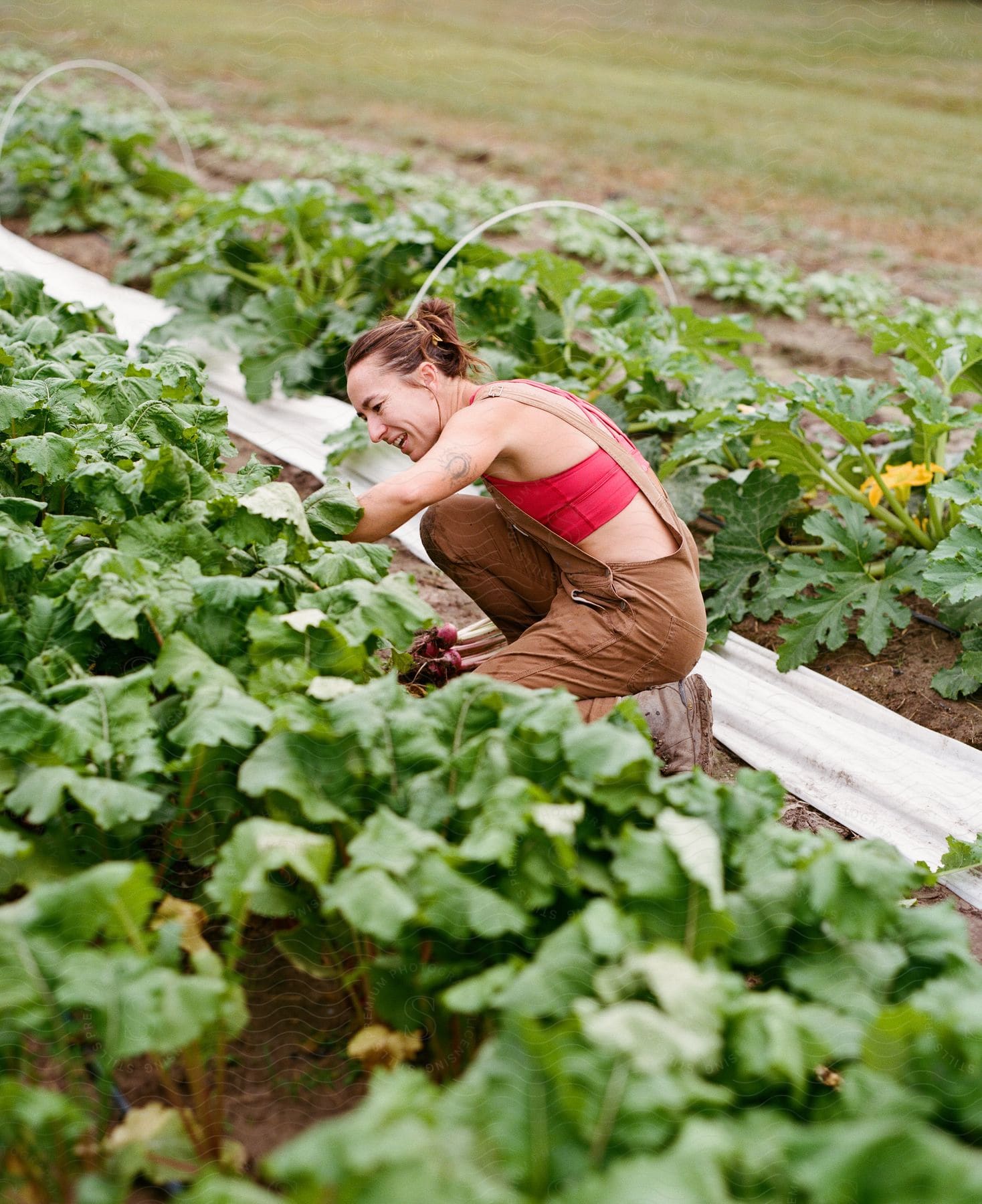 Woman harvesting vegetables in a garden bed with rows of green plants.