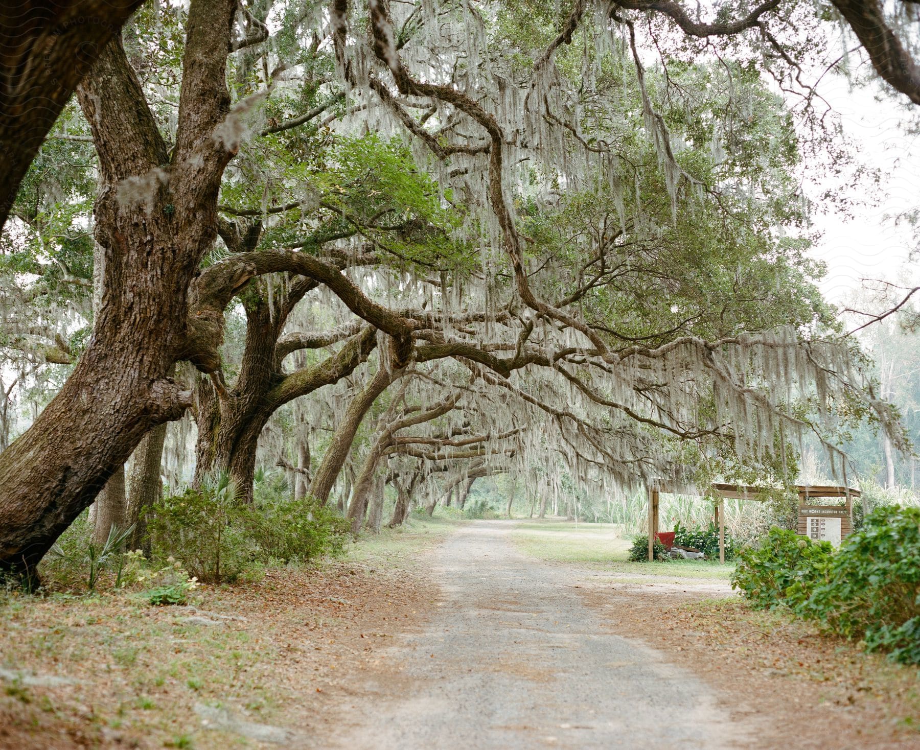 Old oak tree branches covered in spanish moss over a park path