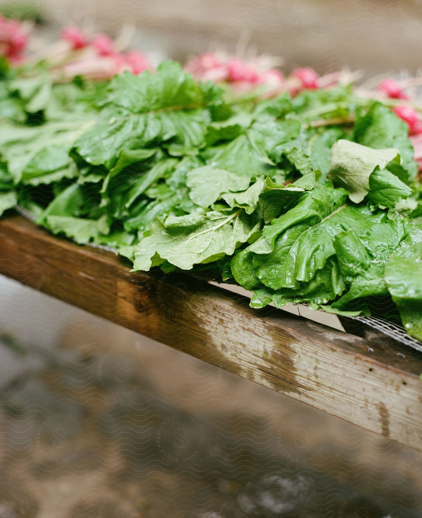 Lettuce and radishes are sitting on a table at a produce stand