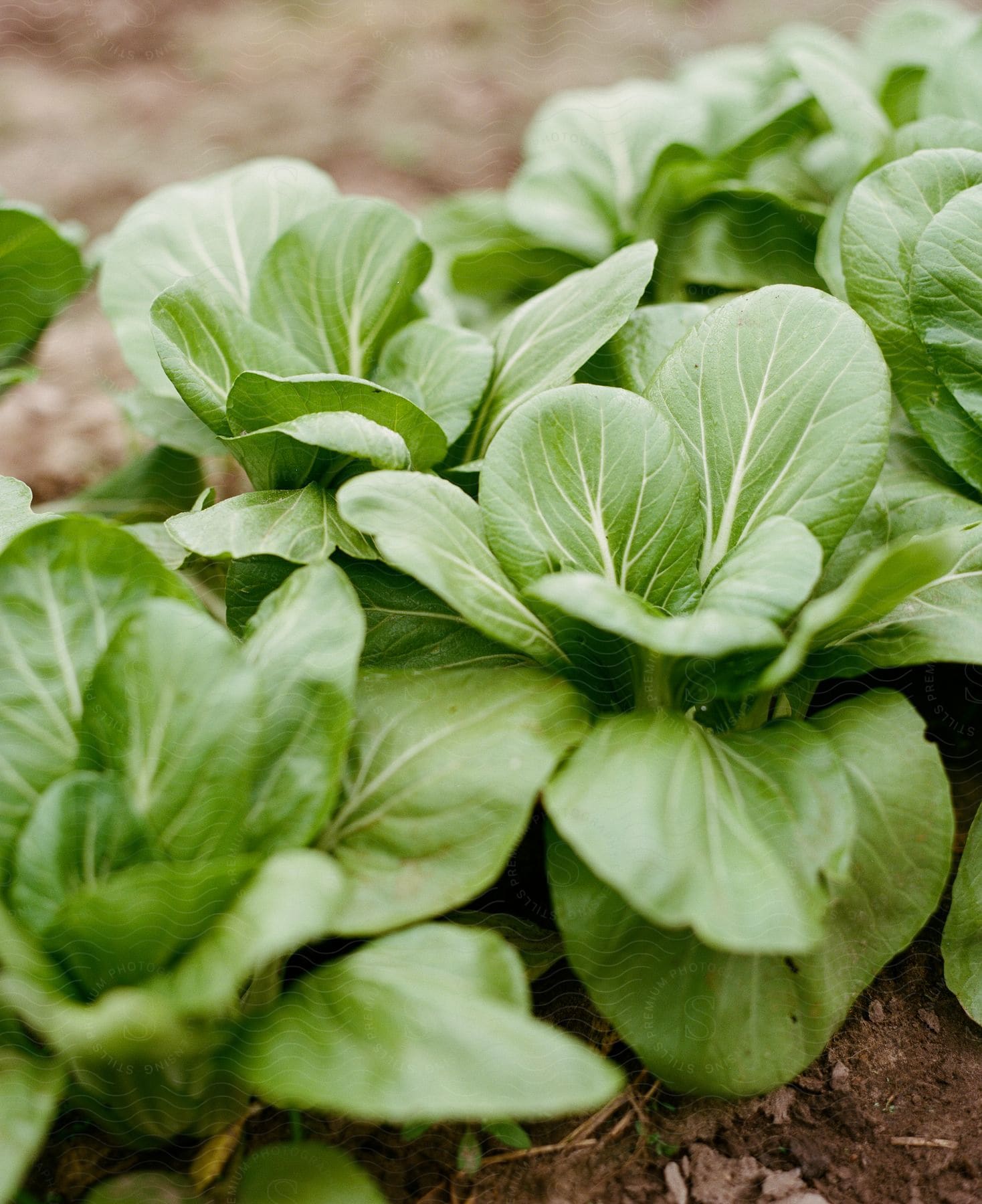 Close-up of green leafy bok choy plants growing in soil.