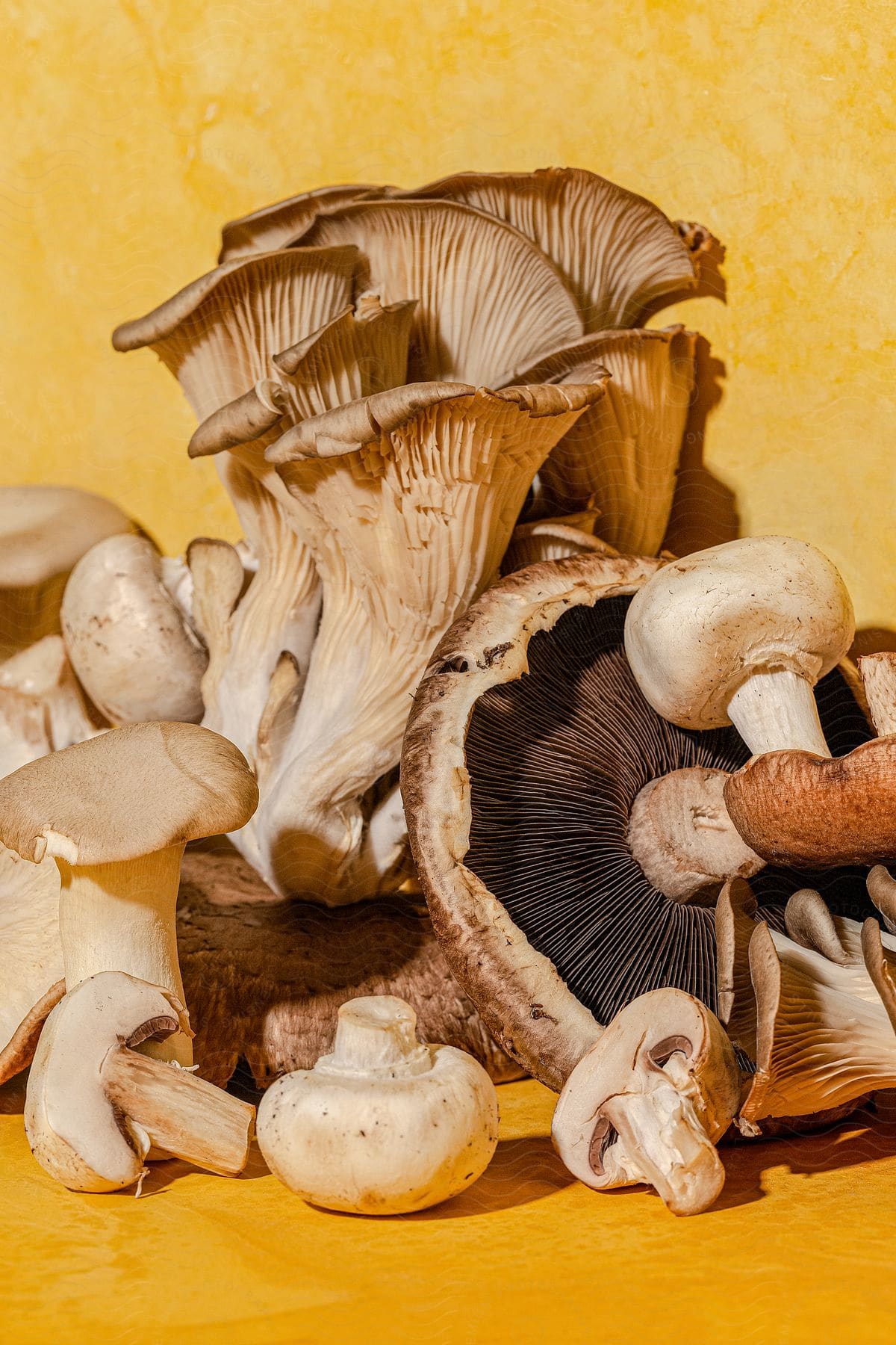 Portobella, oyster and white button mushrooms