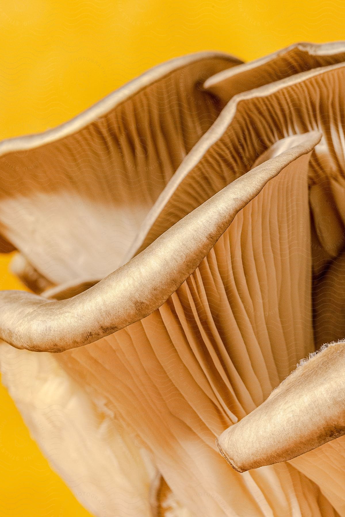 Close-up of mushroom gills with golden tones on a yellow background.