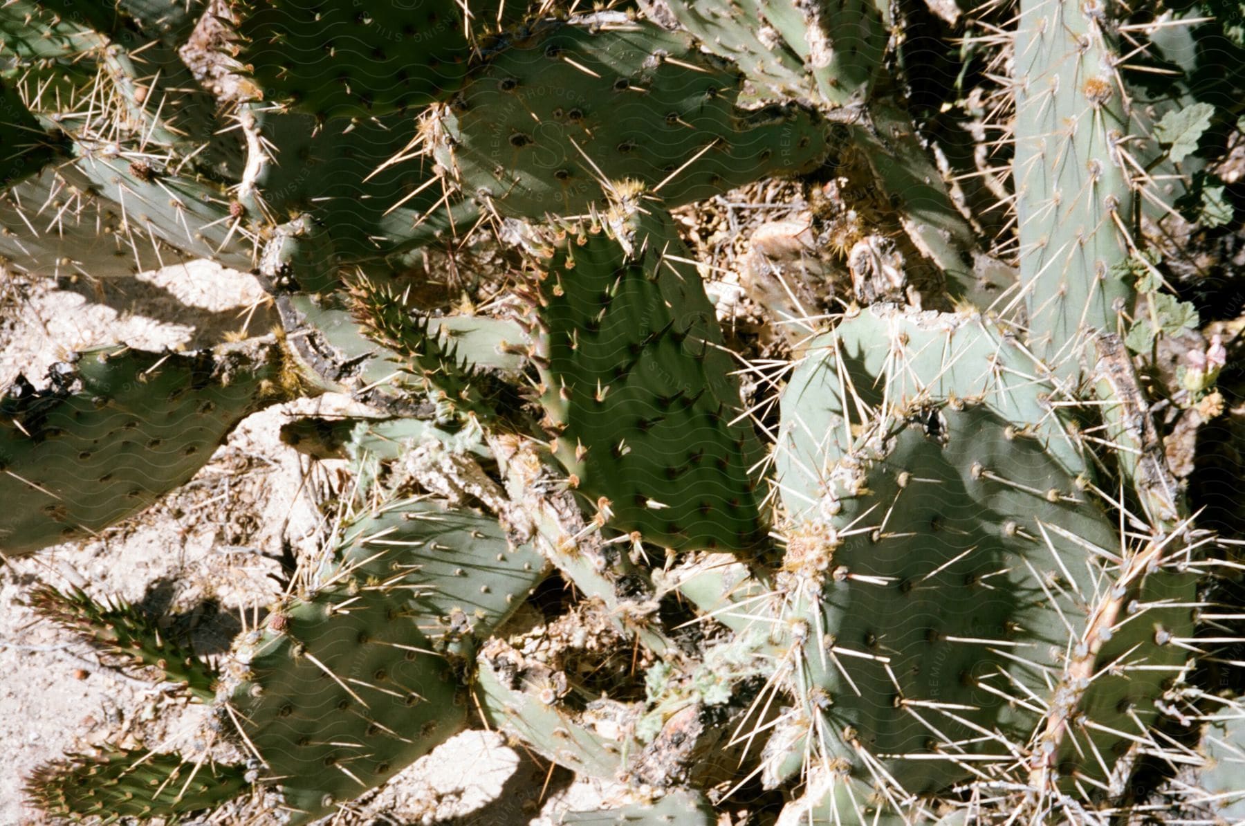 a cactus plant with spikes in the summer