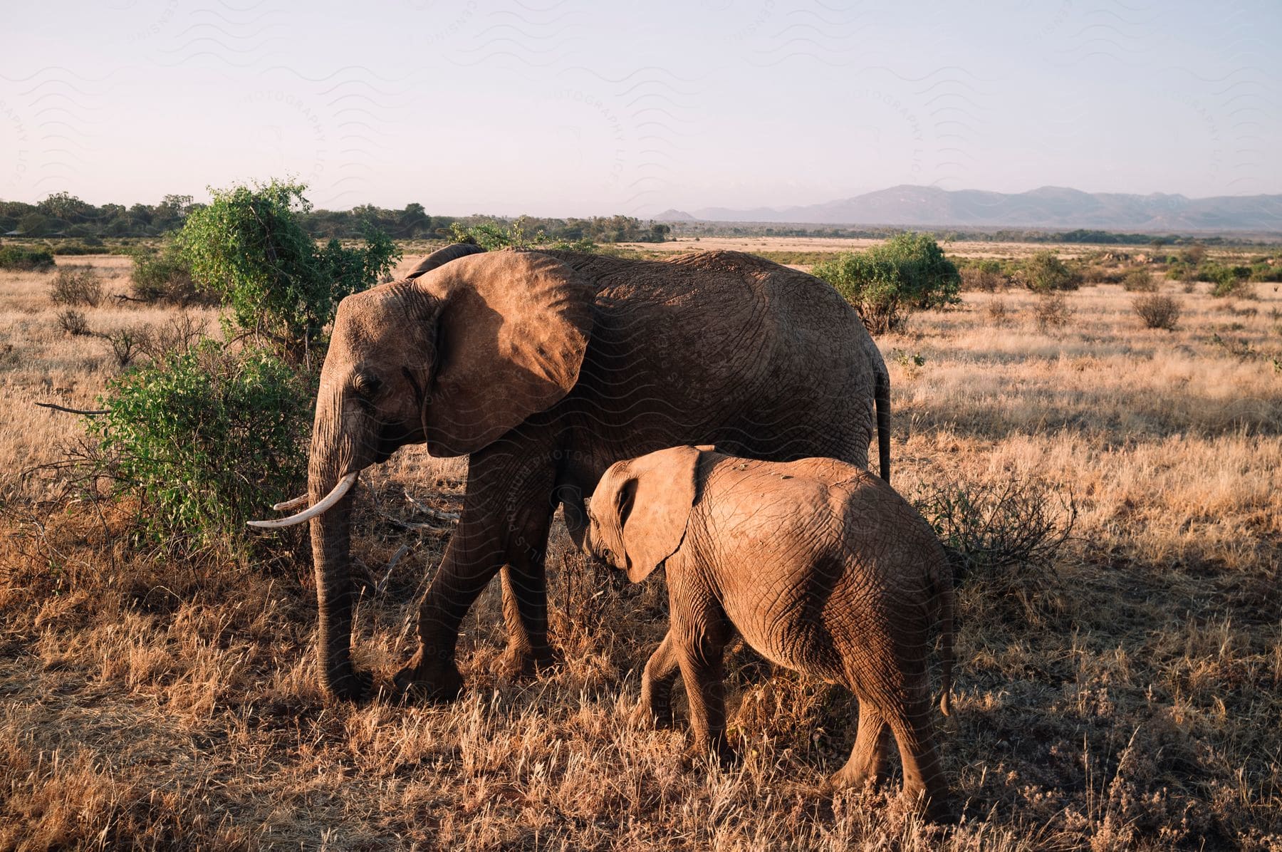 Two elephants in a grass plain, an adult one leading a young one.