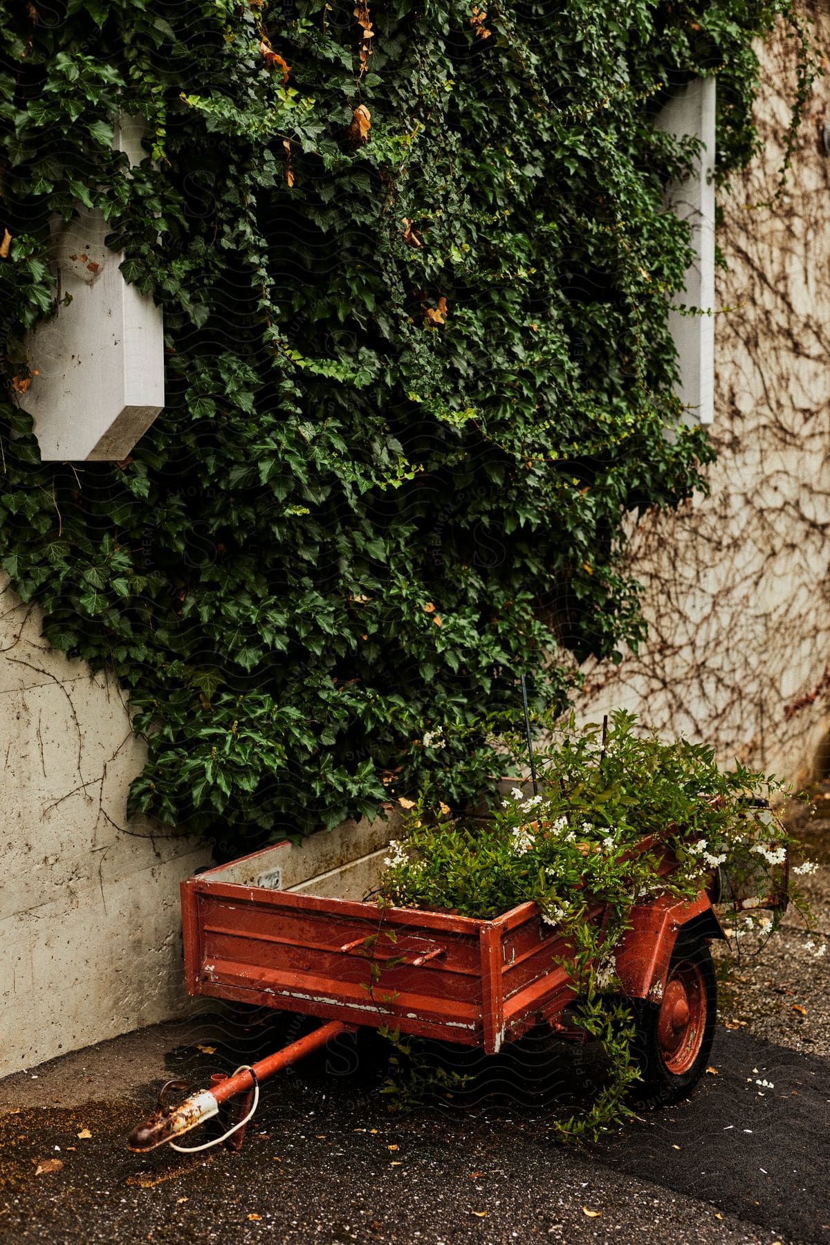 harvested flowers in a wheelbarrow