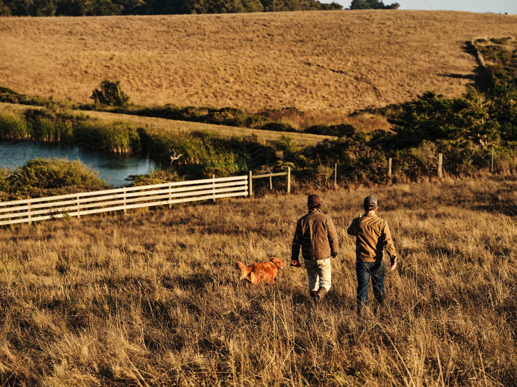 Two men with their backs are walking next to a dog in a field of dry grass and there is a white fence on the left side and also a lake