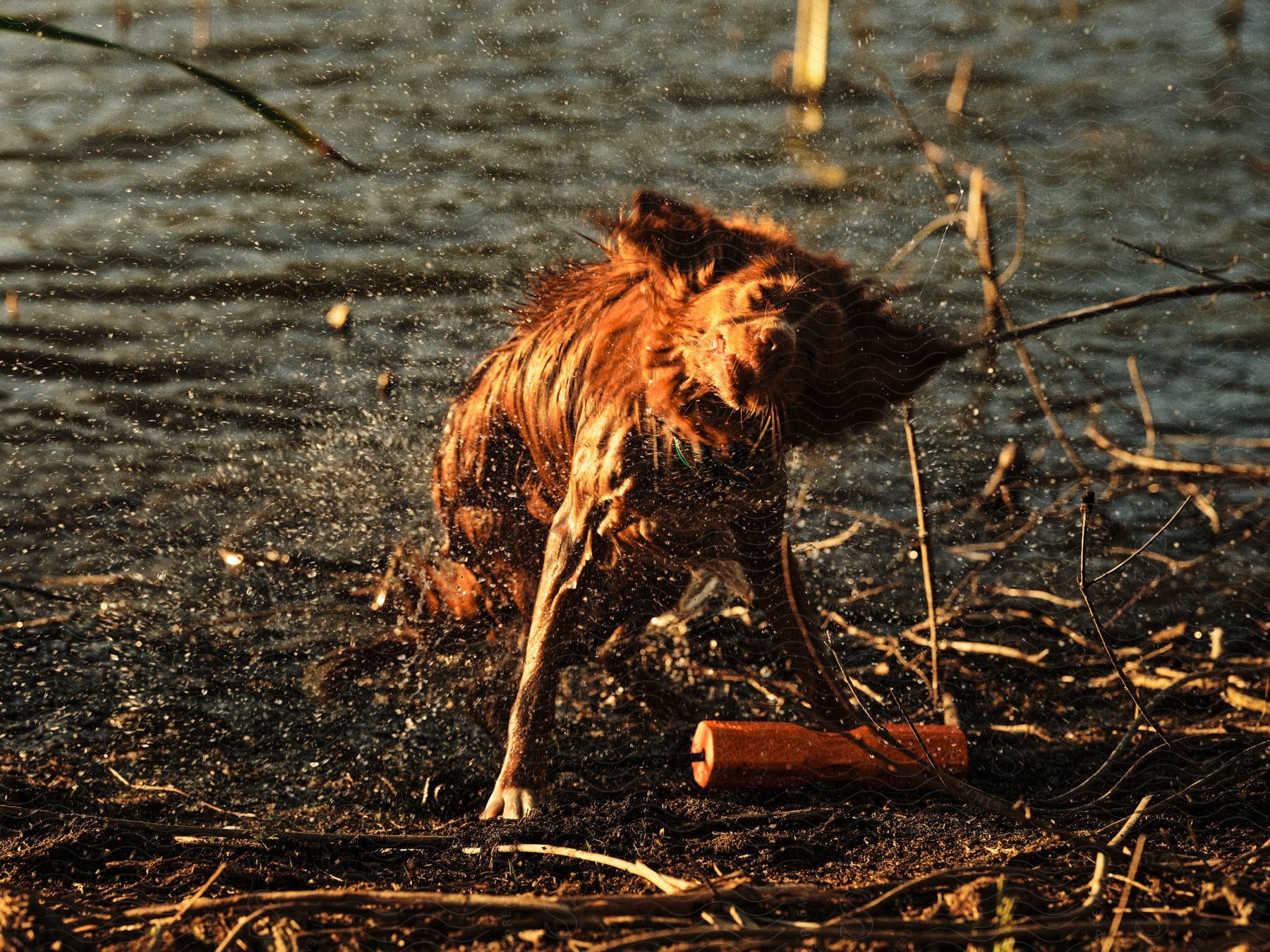 Joyful dog sprays water droplets from its fur on a stick-strewn riverbank, its toy held playfully below.