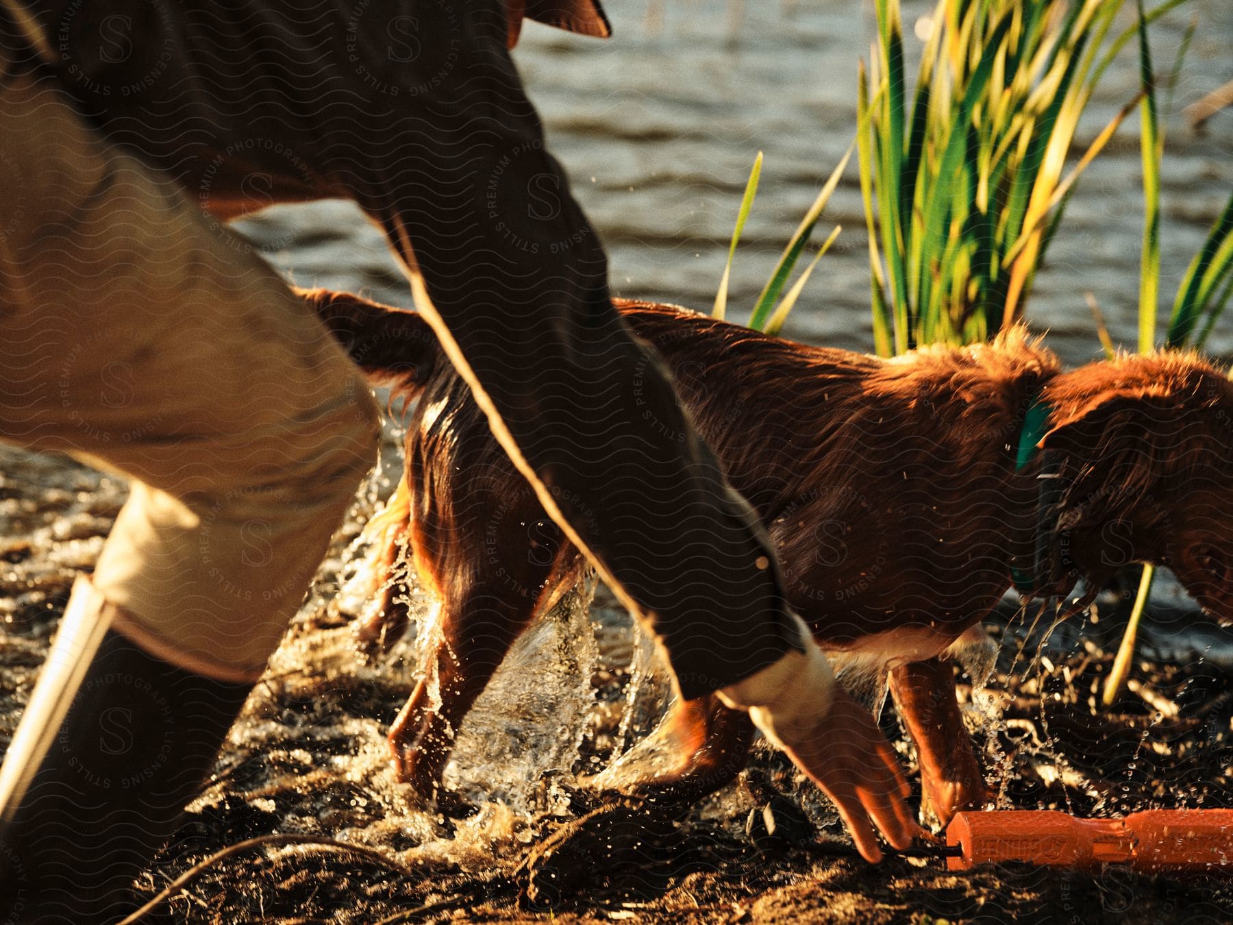 A person is with a dog walking through the water.