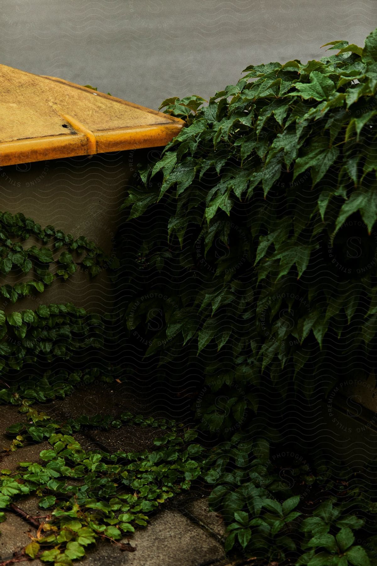 A green plant that spreads on a small wall and on the ground and there is a yellow object on the left side