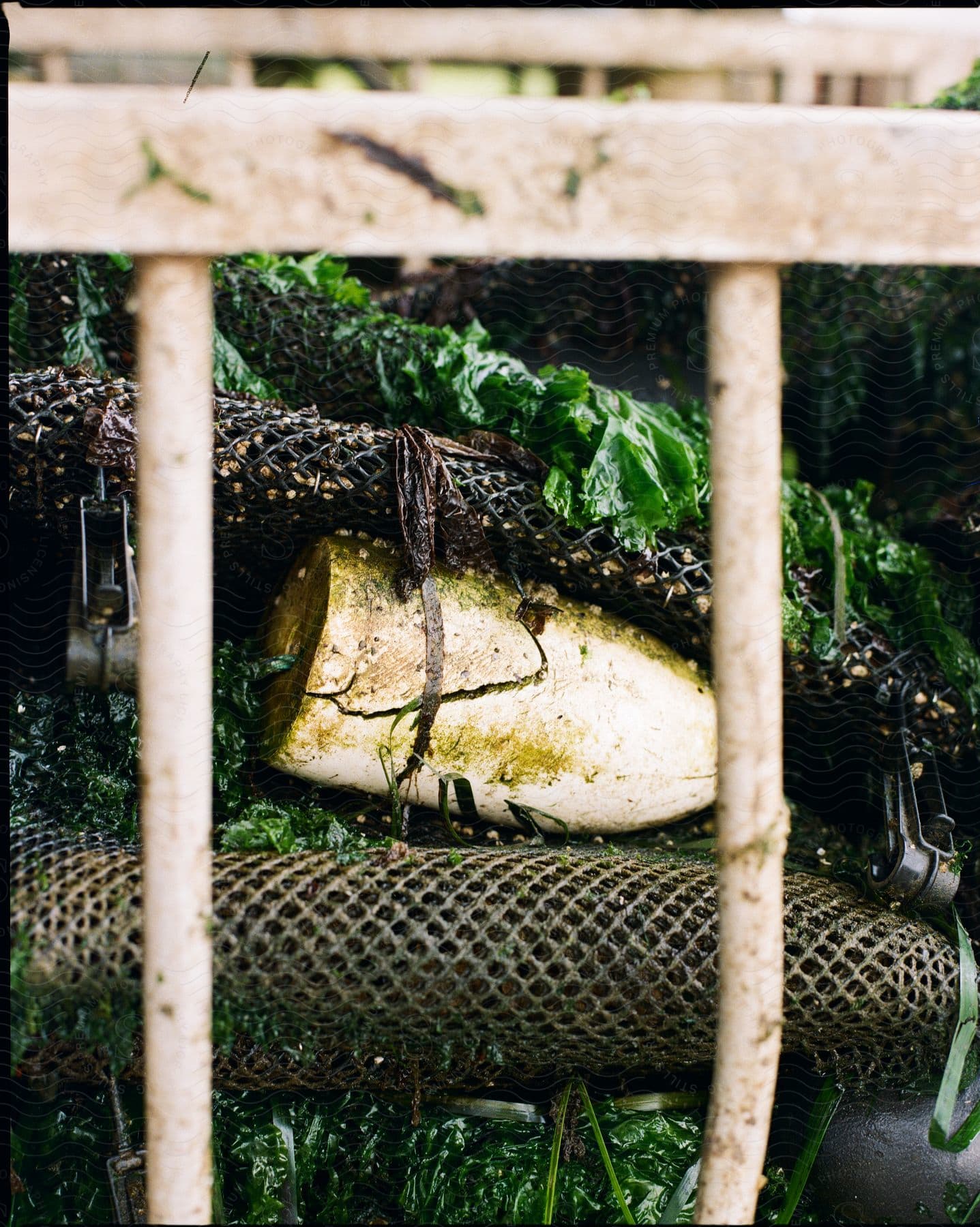 Fishing accessories washed up in a net.