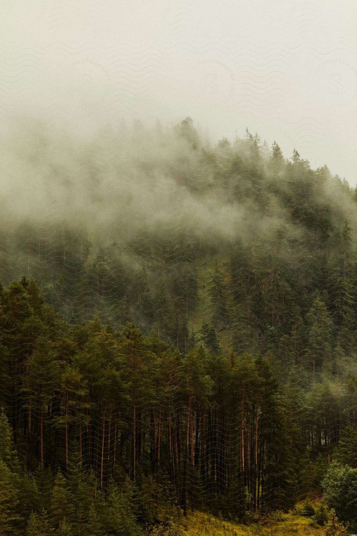 A forest with tall trees covered in fog during the day.