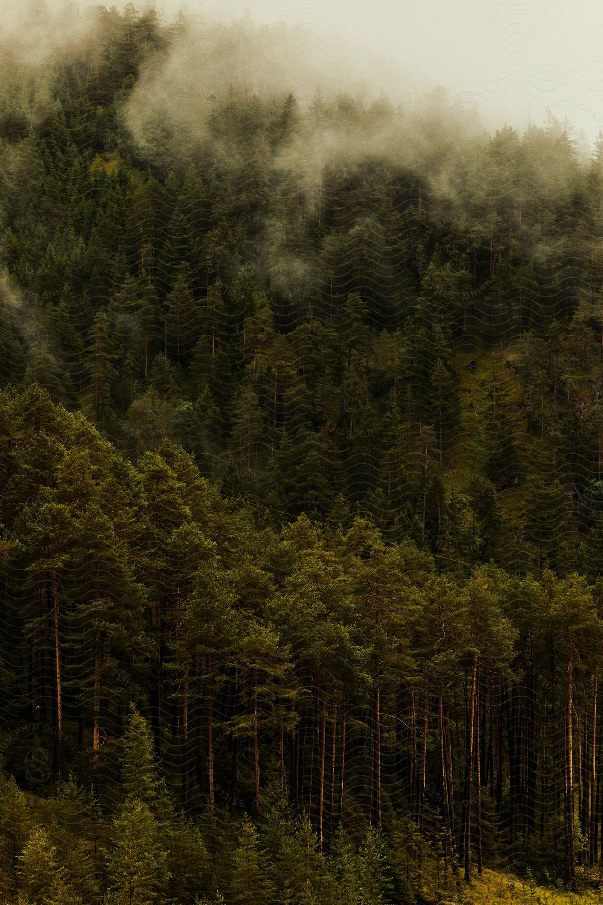 A dense forest of tall trees and there is some fog on top of them